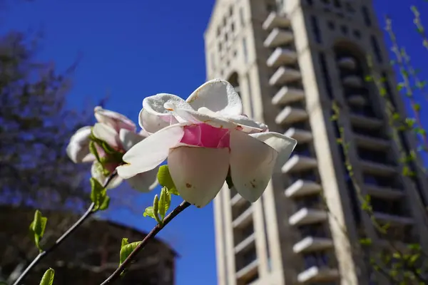 Ένα Κοντινό Πλάνο Ενός Λευκού Λουλουδιού Ένα Θολό Φόντο Ουρανοξύστη — Φωτογραφία Αρχείου