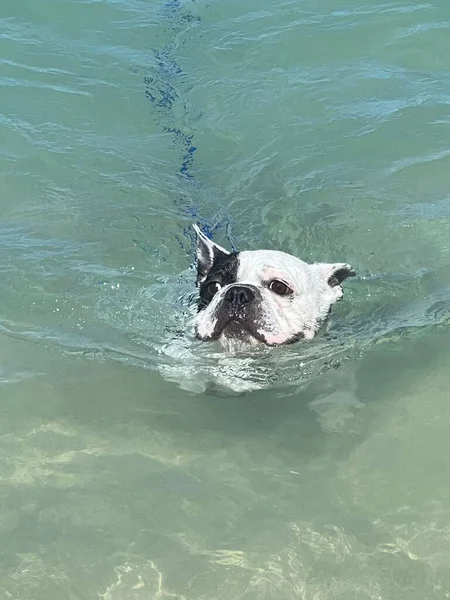 Dog Swimming Water — Stock Photo, Image