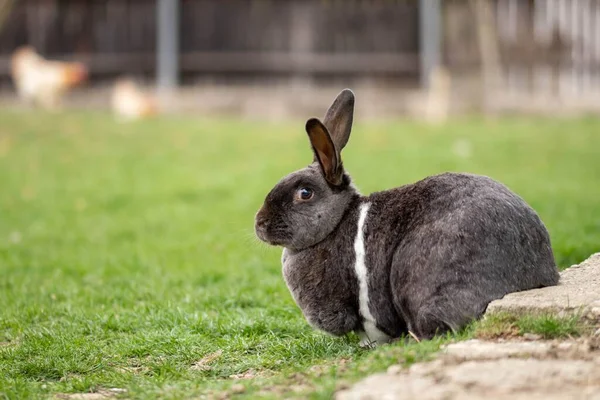 Милый Серый Пушистый Кролик Сидит Траве Смотрит Любопытным Лицом — стоковое фото
