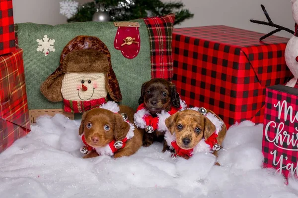 Adoráveis Retratos Estúdio Cachorros Dachshund Vestidos — Fotografia de Stock