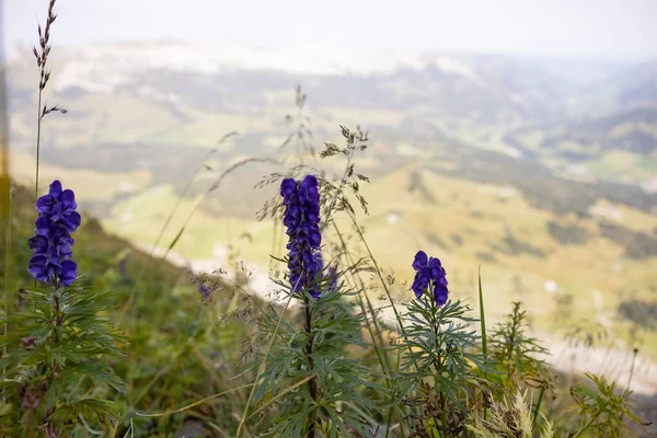 Zbliżenie Ujęcie Purpurowych Aconite Kwiaty Kwitnące Polu — Zdjęcie stockowe