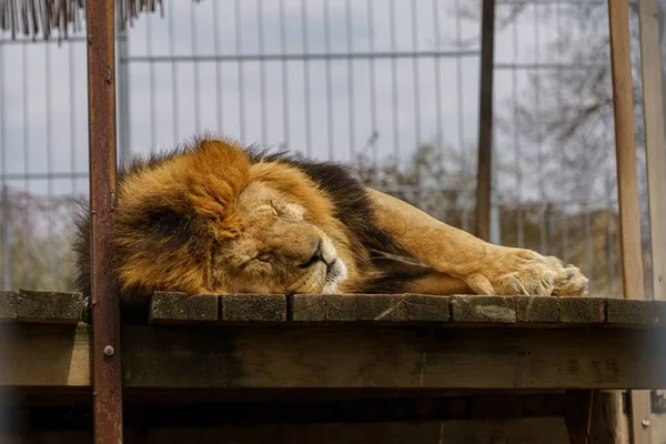 Ένα Λιοντάρι Κοιμάται Στην Επιφάνεια Του Ξύλου Στο Zoo Της — Φωτογραφία Αρχείου