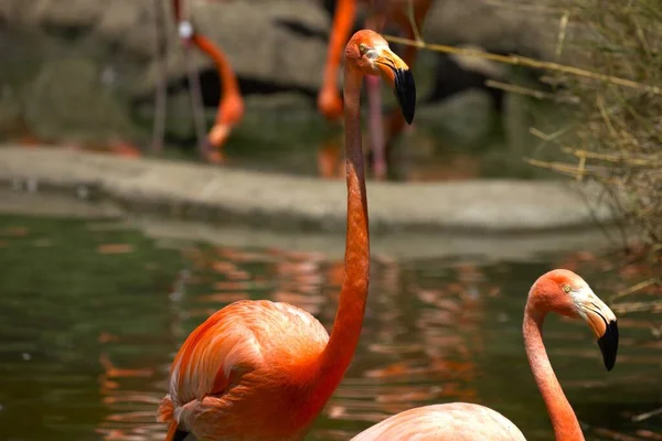 Μια Απαλή Εστίαση Πορτοκαλί Φλαμίνγκο Δίπλα Μια Λίμνη Ένα Ζωολογικό — Φωτογραφία Αρχείου