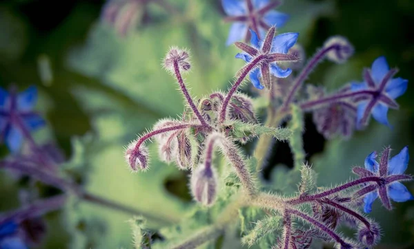 Eine Nahaufnahme Von Sternenblumen Borago Officinalis Garten — Stockfoto