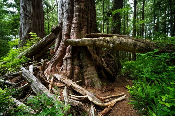 Een Westelijke Rode Ceder Cheewhat Giant Trail Vancouver Island Canada — Stockfoto