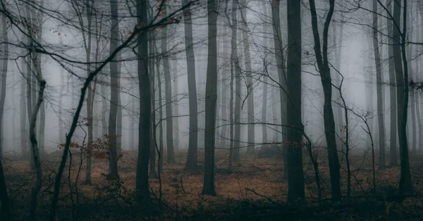 Tajemný Pohled Les Vysokými Stromy Zamlženém Dni — Stock fotografie