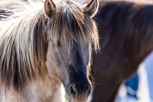 Closeup Shot Brown Horse Light Hair Rural Area Iceland — Stock Photo, Image