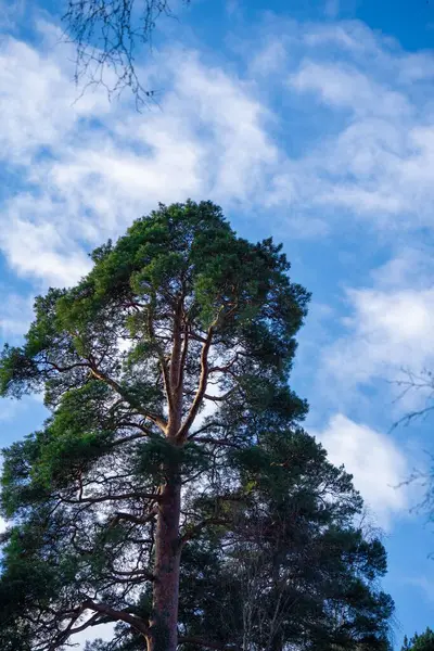 Wysokie Drzewo Błękitnym Tle Nieba — Zdjęcie stockowe