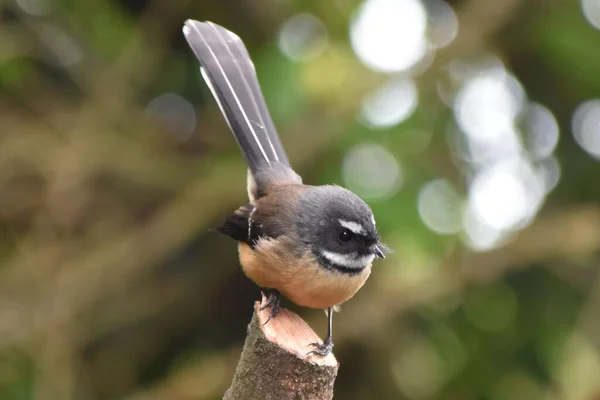 Een Roodborstje Een Bos — Stockfoto