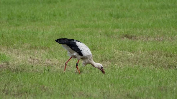 Ein Weißstorch Ciconia Ciconia Auf Nahrungssuche Gras — Stockfoto