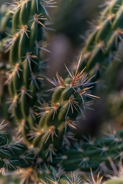 Kaktusy Podnóża Gór Sandia Elena Gallegos Open Space Albuquerque Nowy — Zdjęcie stockowe