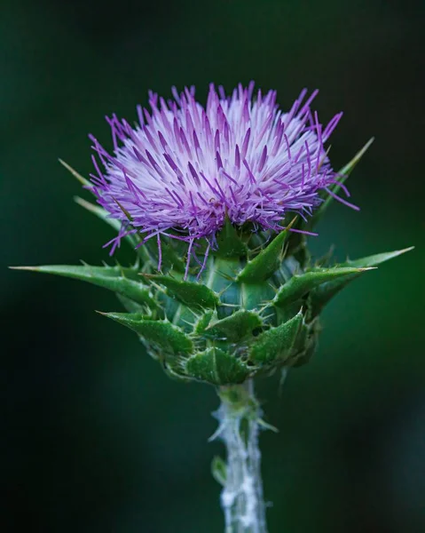 A vertical shot of a purple milk thistle flower in a blurred background