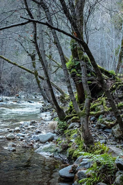 Plan Vertical Ruisseau Avec Des Roches Les Arbres Dans Une — Photo