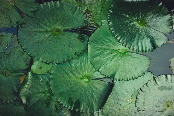 Close Textur Und Muster Von Seerosenblättern Auf Wasser — Stockfoto