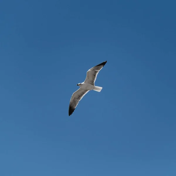 Létající Racek Širokými Roztaženými Křídly Izolovaný Modrém Pozadí Oblohy — Stock fotografie