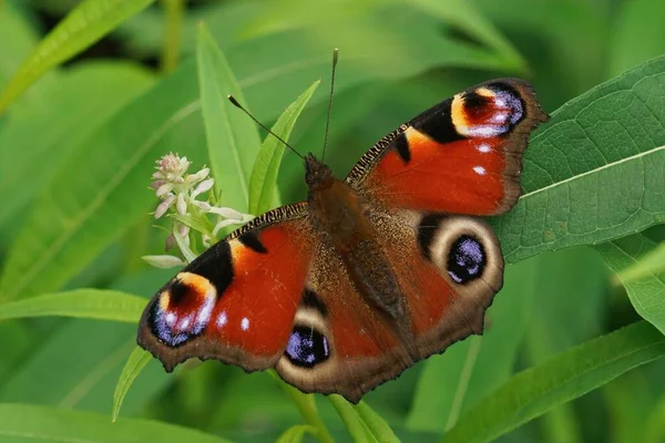 Крупный План Красочной Бабочки Павлина Инахис Сидя Открытыми Крыльями Зеленом — стоковое фото