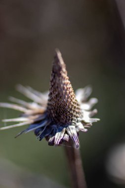 Powell Botanik Bahçeleri, Kingsville, Missouri