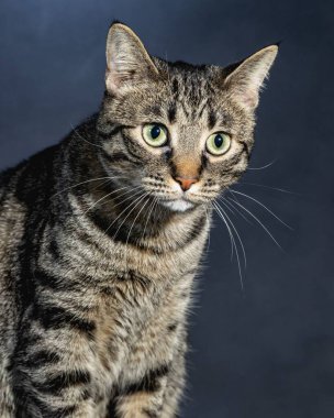 Meraklı Kedi Stüdyosu Hayvan Portresi