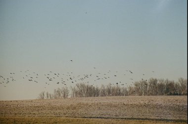 Bir kuş sürüsü, arka planda yapraksız ağaçlarla kuru çimlerin üzerinde uçuyor.