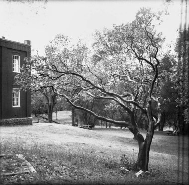 Binanın önünde çiçek açan bir meşe ağacının gri tonlu görüntüsü.