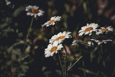 Mayweed çiçeklerinin yakın plan çekimi.
