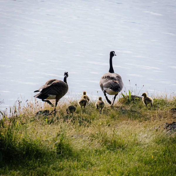 Beautiful Shot Geese Shore Vancouver Island — Stock Photo, Image