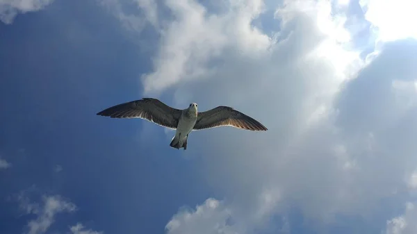 Low Angle Shot Seagull Bird Flying Sunny Cloudy Sky — Stock Photo, Image