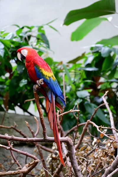 Widok Boku Uroczego Macaw Usiadł Gałęzi Drzewa — Zdjęcie stockowe