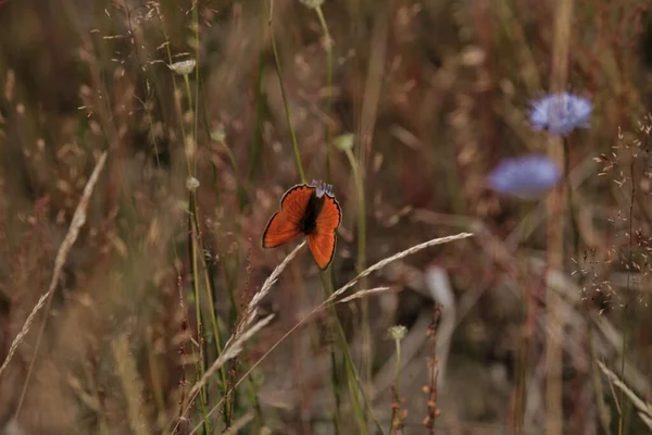 Ein Malerischer Blick Auf Einen Orangefarbenen Schmetterling Der Auf Einer — Stockfoto