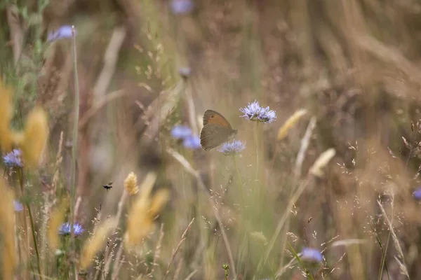 Ein Malerischer Blick Auf Einen Orangefarbenen Schmetterling Der Auf Einer — Stockfoto