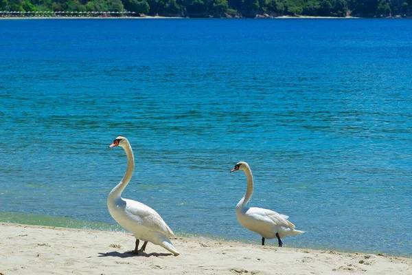 Isla Skiathos Playa Kolios Grecia Hermosos Cisnes — Foto de Stock