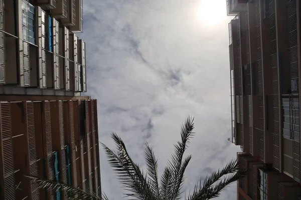 西班牙瓦伦西亚的一个公园里 棕榈树下 阳光明媚的天气 — 图库照片