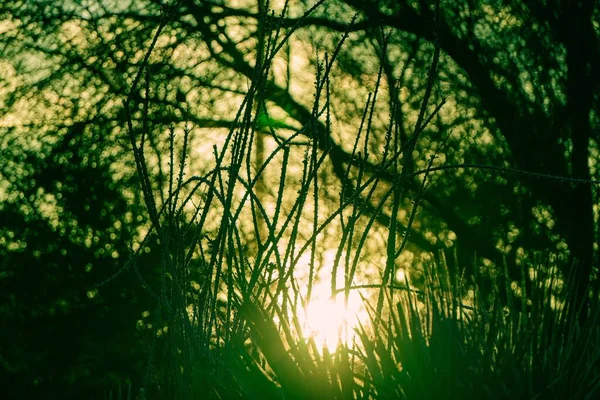 Sole Splende Tra Piante Verdi Gli Alberi Nella Foresta — Foto Stock
