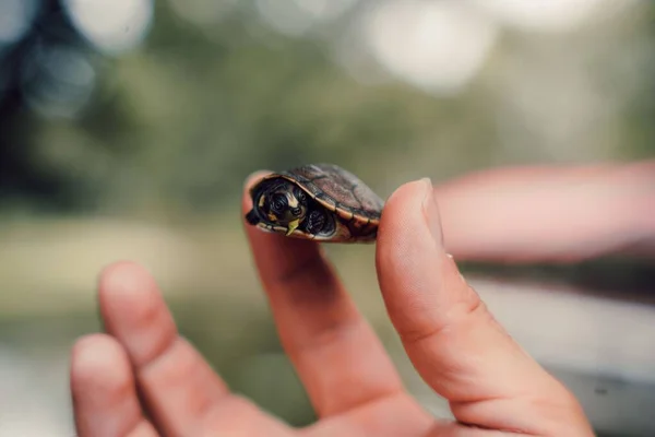 一只手牵着一只小乌龟的特写镜头 — 图库照片