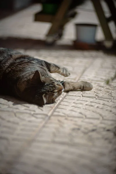 Вертикальный Снимок Кошки Отдыхающей Улице — стоковое фото