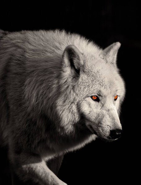 Portrait of an arctic wolf (Canis lupus arctos)