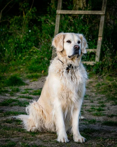 Golden Retriever Siedzi Ziemi Wiejskiej Łące Wielkiej Brytanii — Zdjęcie stockowe