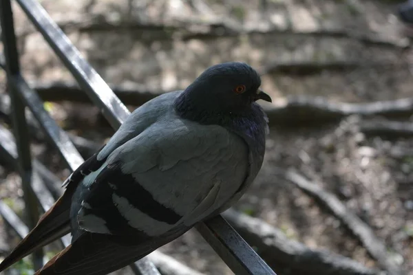 Primer Plano Una Paloma Roca Posada Valla Metal —  Fotos de Stock