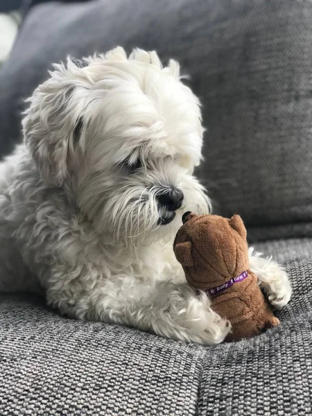 コーチのおもちゃで遊んでいるマルチ犬の垂直ショット — ストック写真