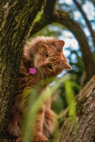 Lindo Gatito Jengibre Jugando Árbol Viejo Sambucus Nigra Jardín Rural — Foto de Stock