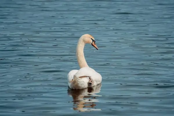 湖で泳ぐ白鳥のクローズアップと水面に反射 — ストック写真