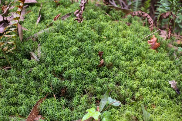 夏天在森林里发现的头冠苔藓 — 图库照片