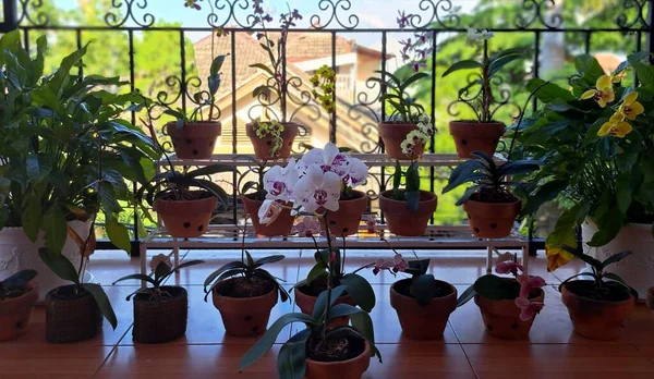 Las Macetas Con Diferentes Plantas Flores Balcón — Foto de Stock