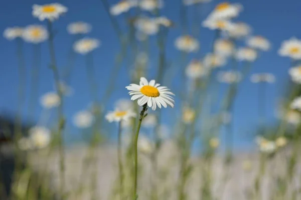 Selective Focus Shot White Chamomile Flower — Stock Photo, Image