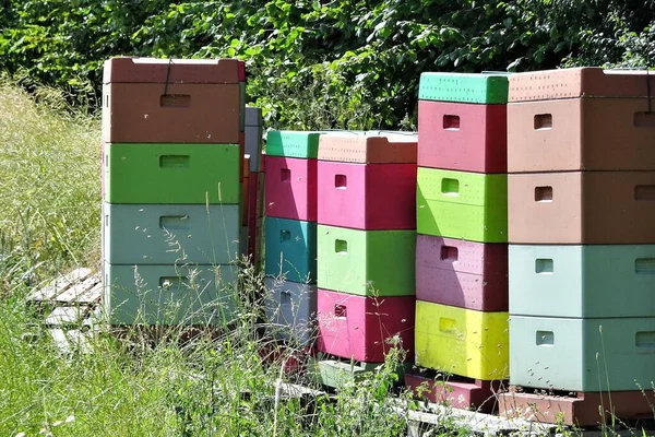 Barevné Včelí Boxy Slunečného Dne — Stock fotografie