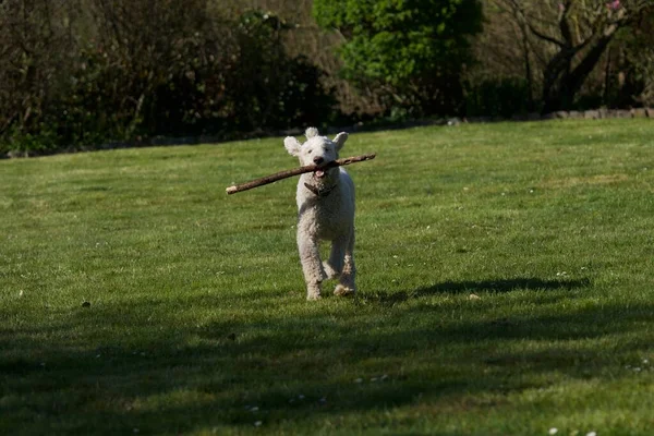 Caniche Real Blanco Corriendo Con Palo Madera Boca Jardín —  Fotos de Stock