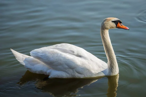 Grazioso Cigno Bianco Che Galleggia Nel Lago — Foto Stock