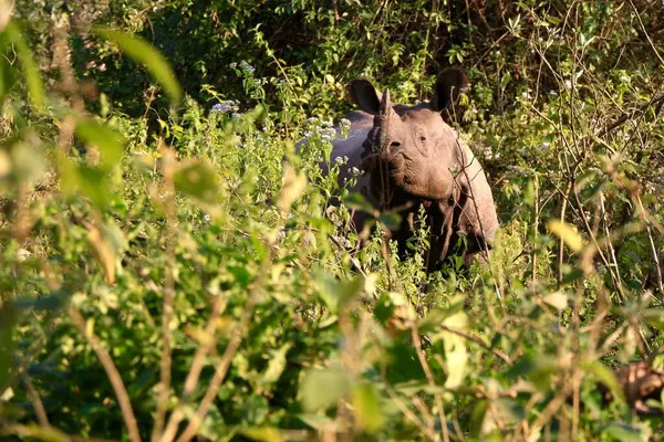 Ein Riesiges Braunes Nashorn Steht Dichten Gebüsch Und Blickt Mit — Stockfoto