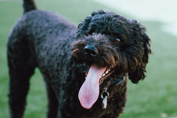 Een Zwarte Barbet Hond Een Wazige Achtergrond — Stockfoto