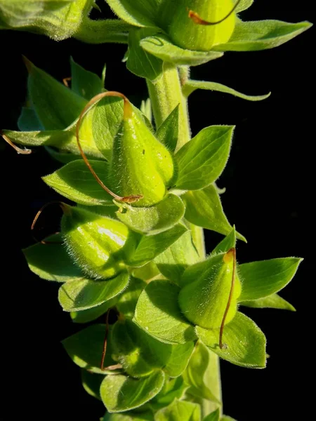 Plano Vertical Una Planta Molucela Sobre Fondo Oscuro — Foto de Stock